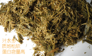 青储的玉米秸秆饲料