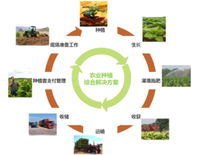 结合不同土壤施灌不同量的金宝贝有机肥