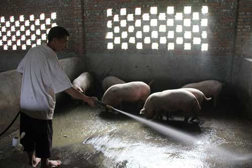 金宝贝发酵床养猪