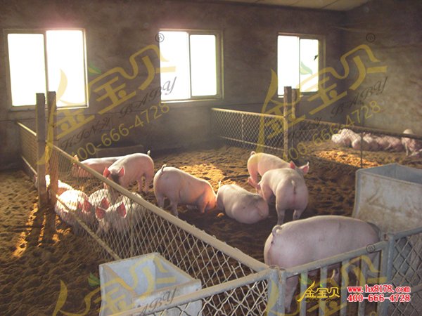 发酵床养猪