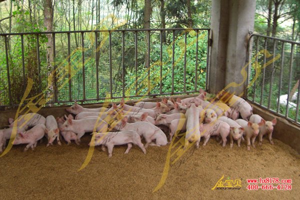 发酵床养猪