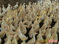 金宝贝养鸭发酵床帮助养鸭