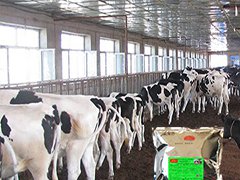  发酵床养牛在四川达州已经 