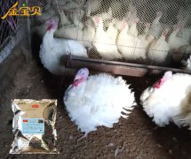用发酵床轻松养殖火鸡，你