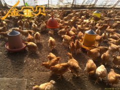 干撒式发酵床养鸡不起温是什么原因